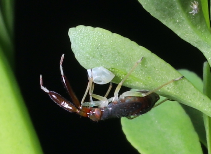 Heterotoma planicornis (Common Flathorn Plant Bug), California species