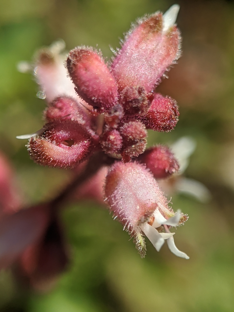 Heuchera abramsii (Abrams' alumroot), native California herb