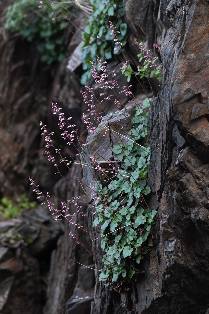 Heuchera brevistaminea (Laguna mountains alumroot), native California subshrub
