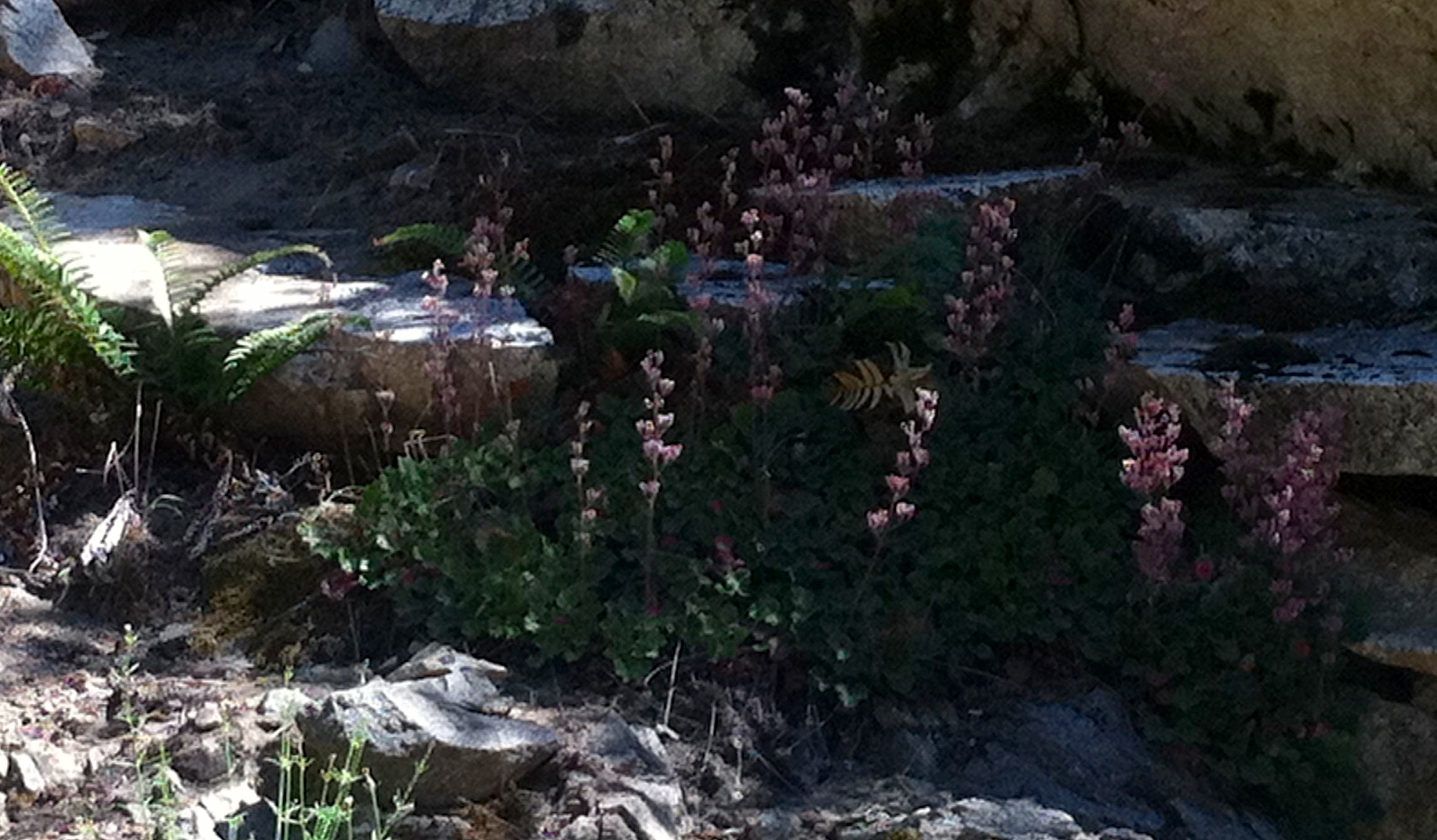 Heuchera caespitosa (Urn-flowered alumroot), native California herb