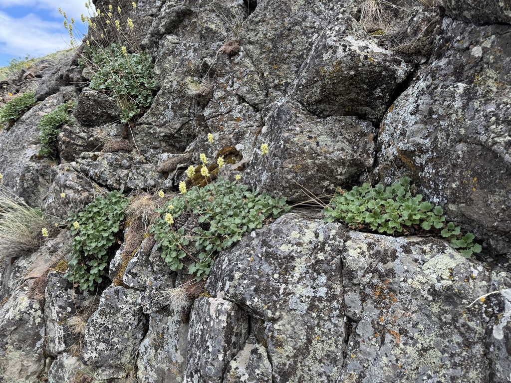 Heuchera cylindrica (Alpine alumroot), native California herb