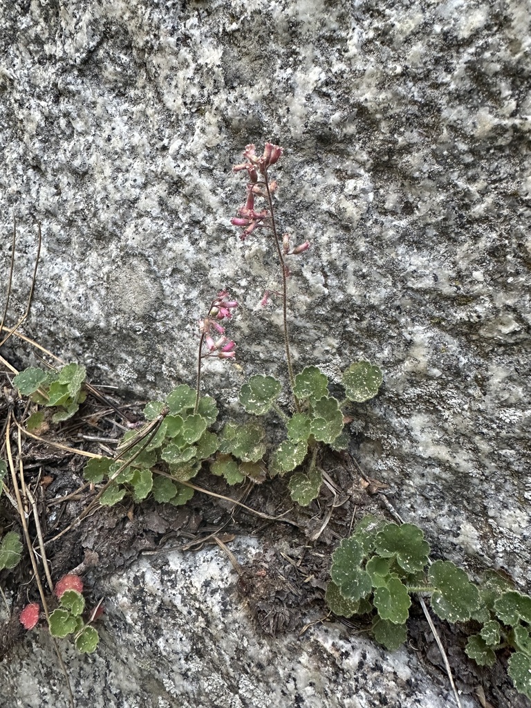 Heuchera hirsutissima (Shaggy-haired alumroot), native California herb