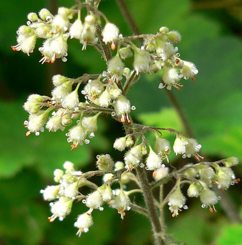 Heuchera maxima (Island alumroot), native California herb
