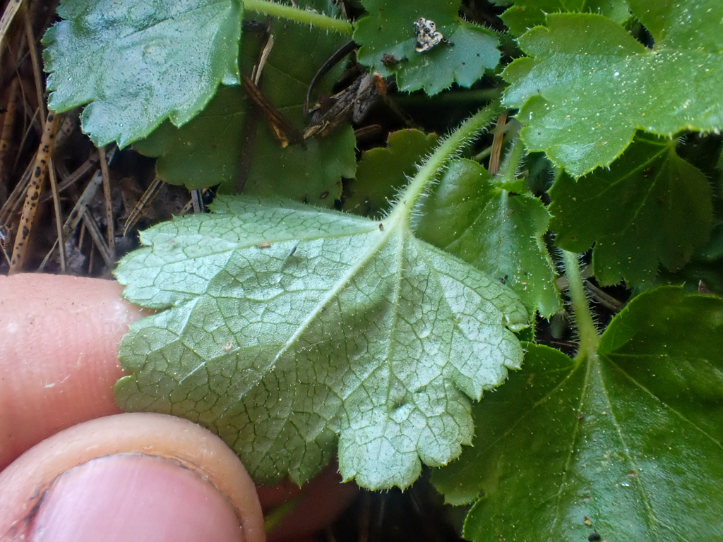 Heuchera merriamii (Merriam's alumroot), native California herb
