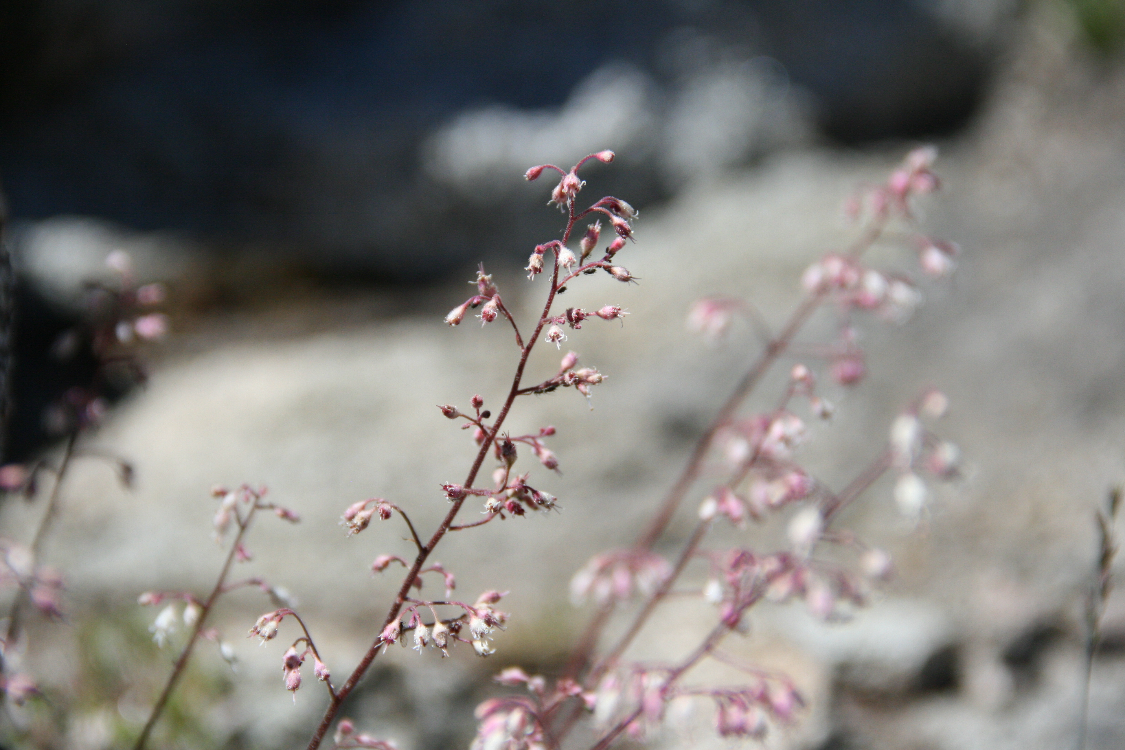 Heuchera micrantha (Alum root), native California herb