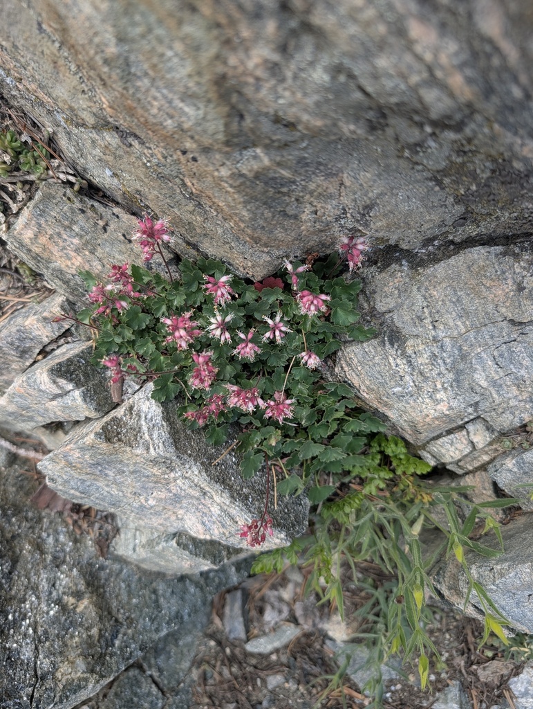 Heuchera parishii (Parish's alumroot), native California herb