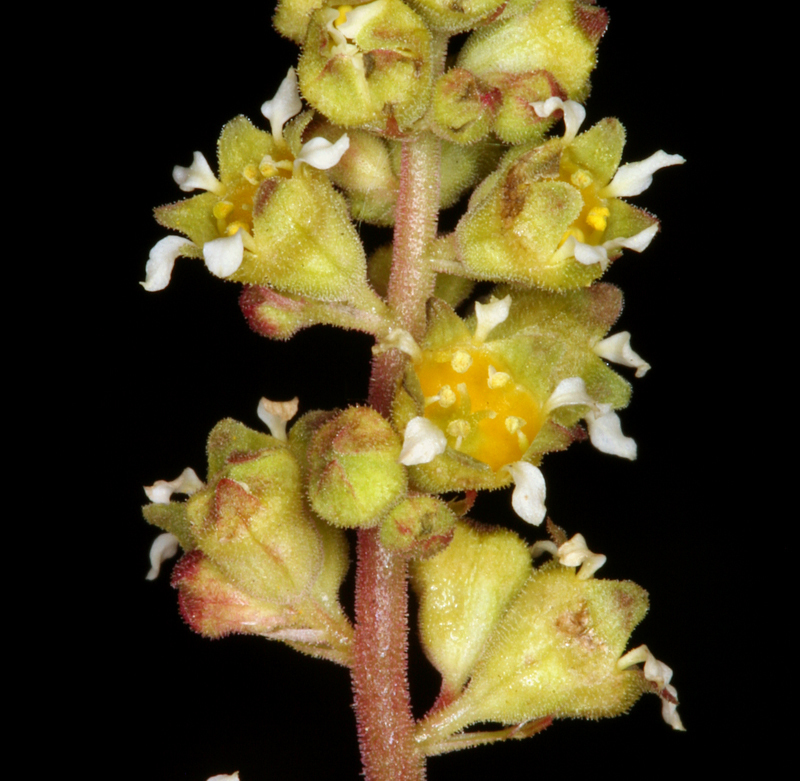 Heuchera parvifolia (Littleleaf alumroot), native California herb