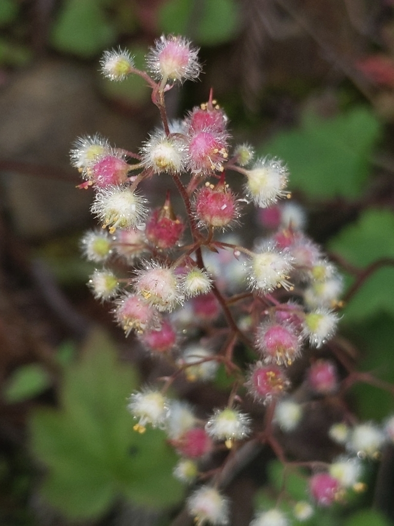 Heuchera pilosissima (Alum root), native California herb