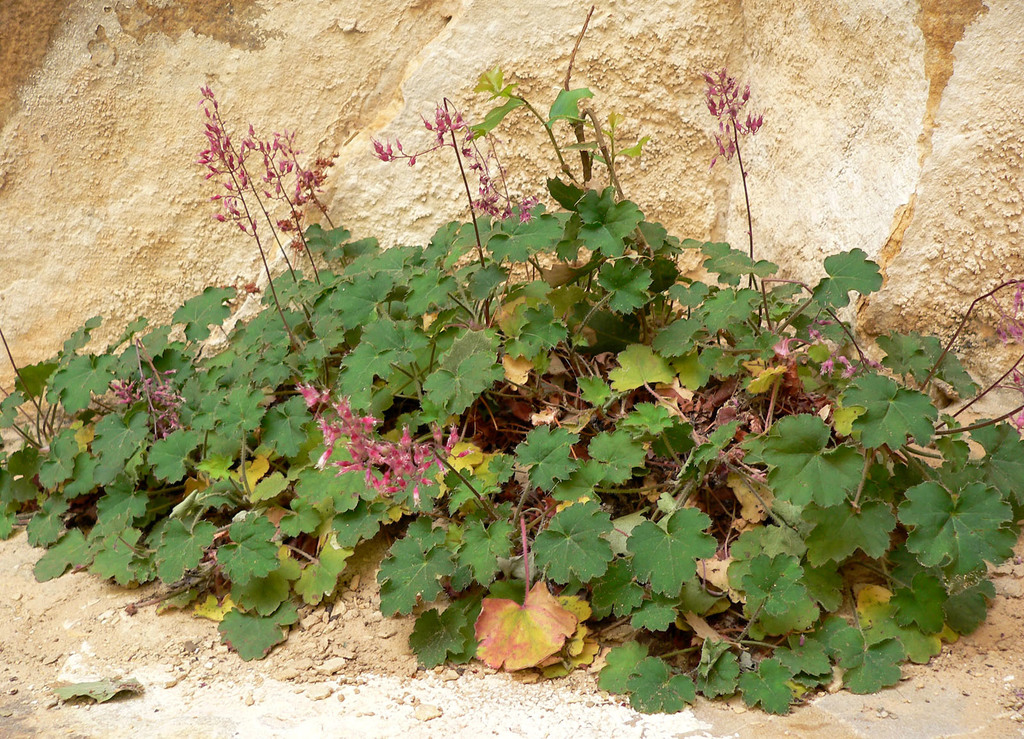 Heuchera rubescens var. versicolor (San Diego County alumroot), California species