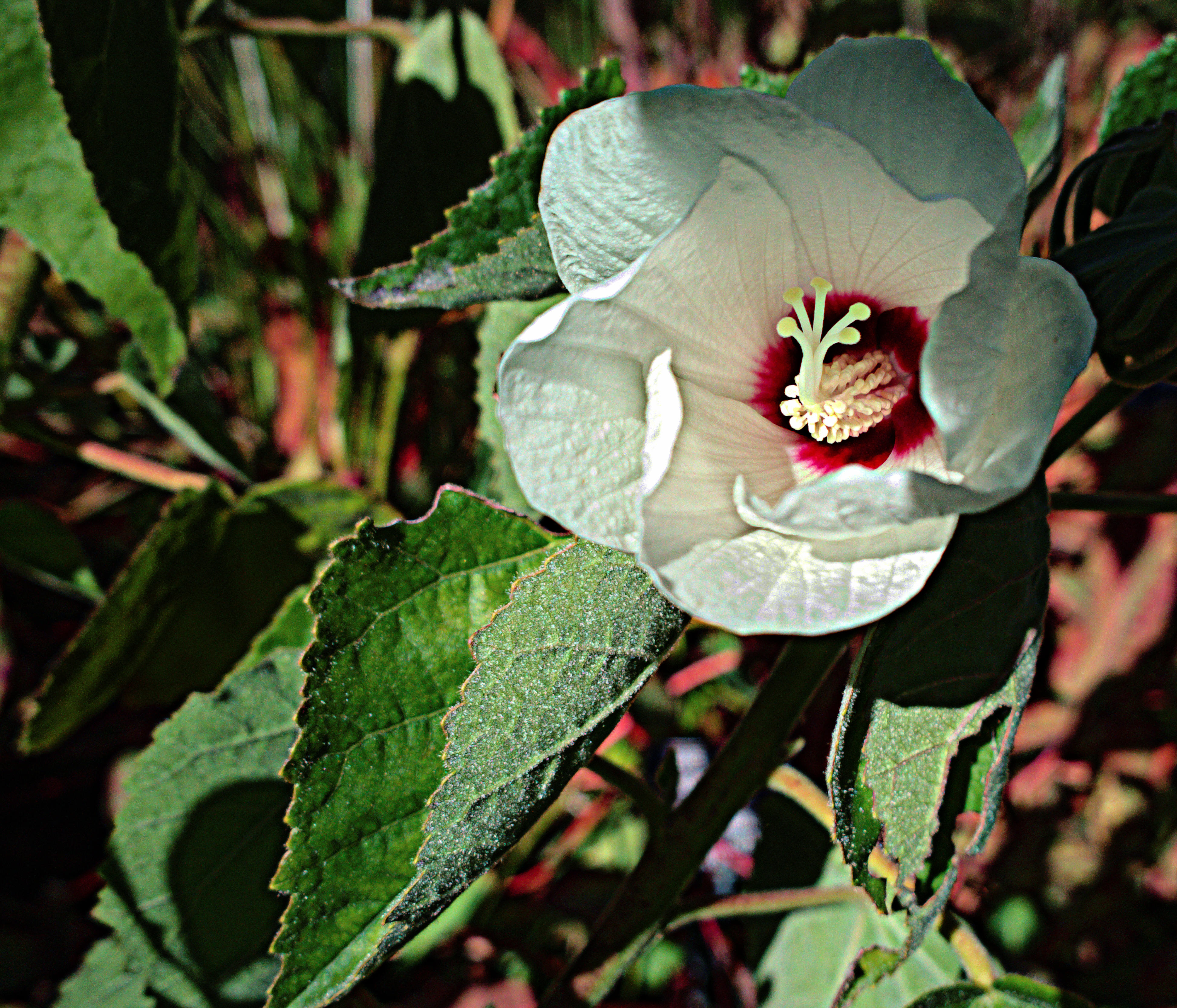 Hibiscus lasiocarpos var. occidentalis (Woolly rose-mallow), native California perennial