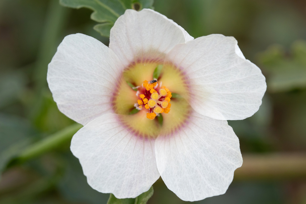 Hibiscus sp. (Hibiscus), non-native California perennial