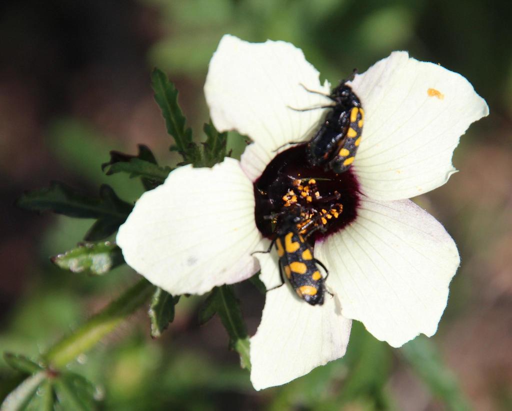 Hibiscus trionum (Flower-of-an-hour), non-native California herb
