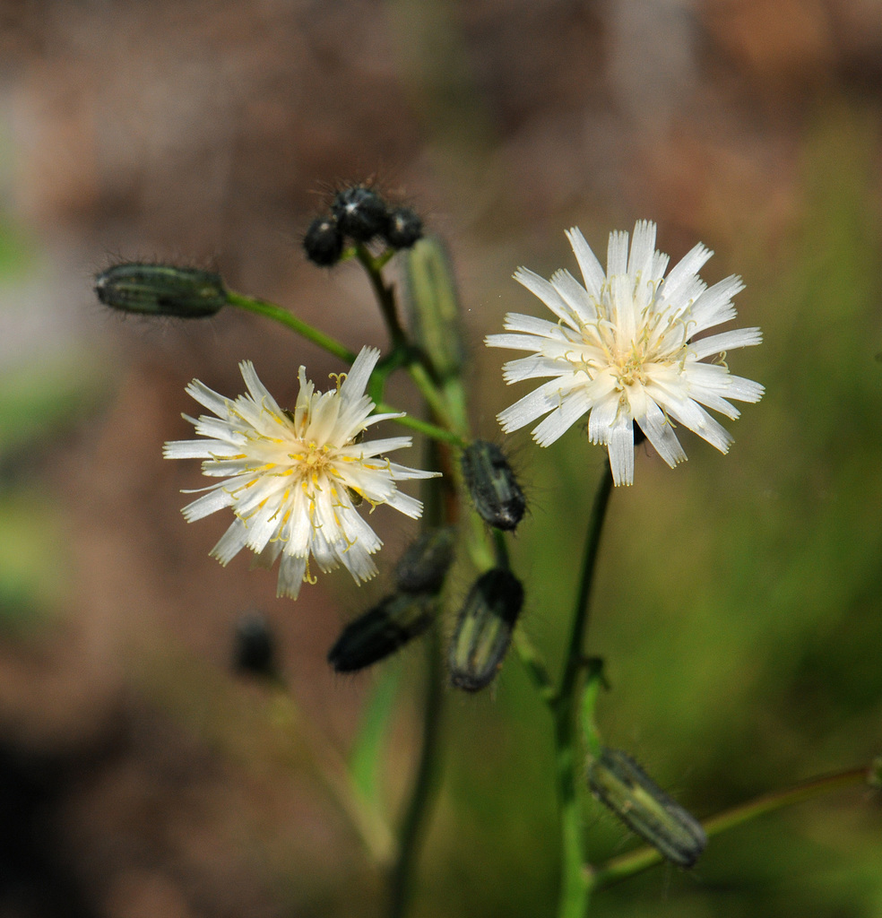 Hieracium albiflorum (White hawkweed), native California herb