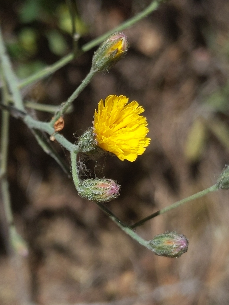 Hieracium argutum (Southern hawkweed), native California herb