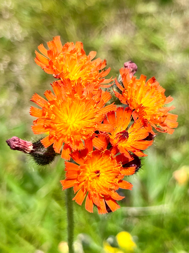 Hieracium aurantiacum (Orange hawkweed), non-native California herb