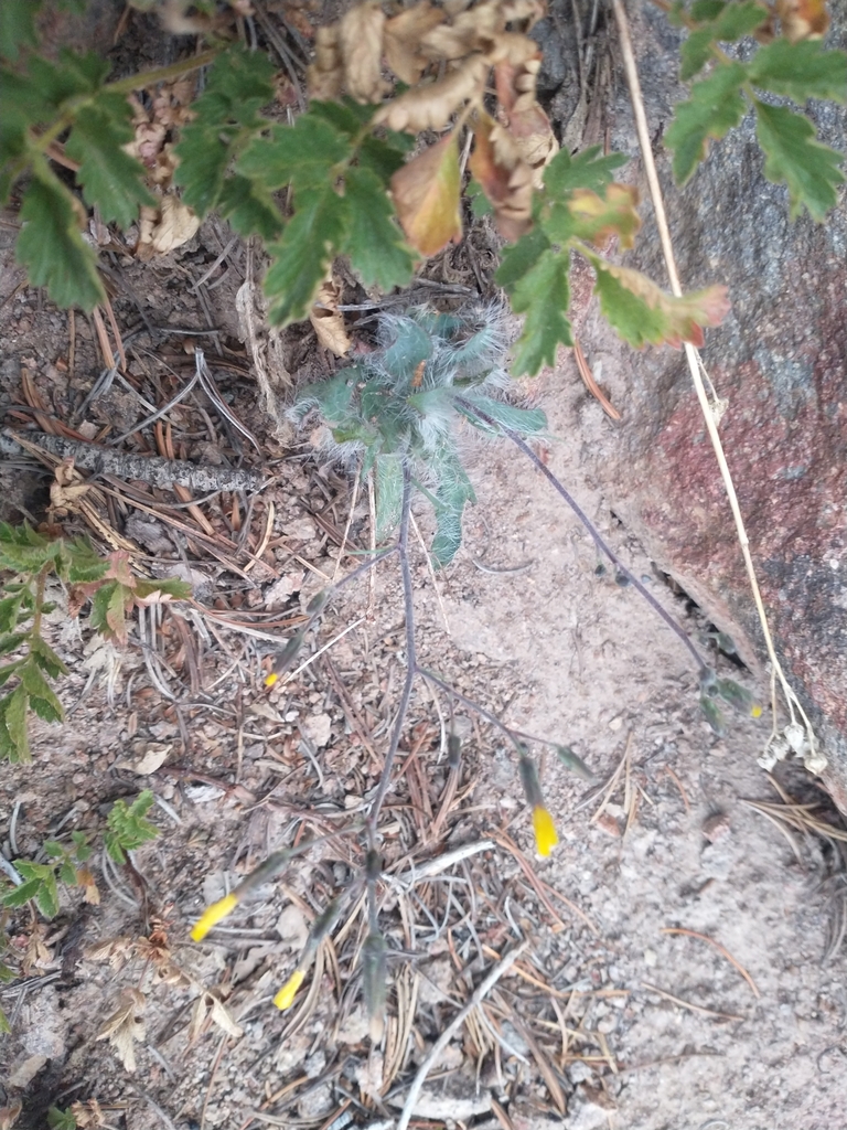 Hieracium bolanderi (Bolander's hawkweed), native California herb