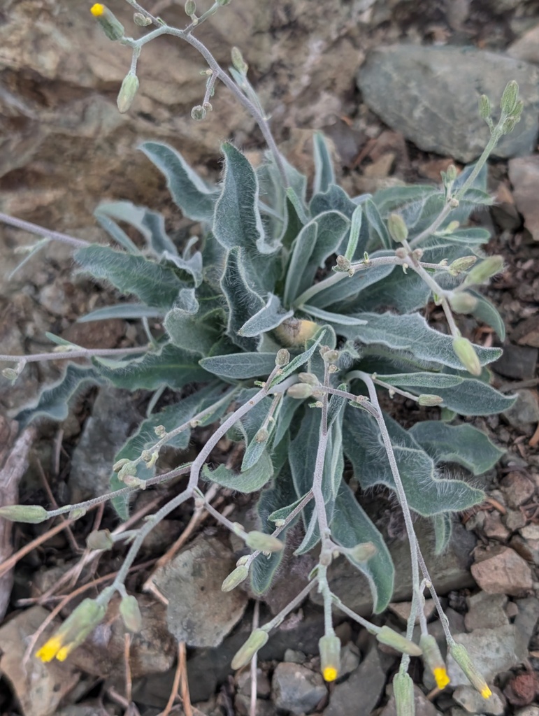 Hieracium greenei (Greene's hawkweed), native California herb