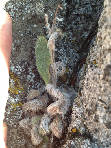 Hieracium horridum (Prickly hawkweed), native California herb