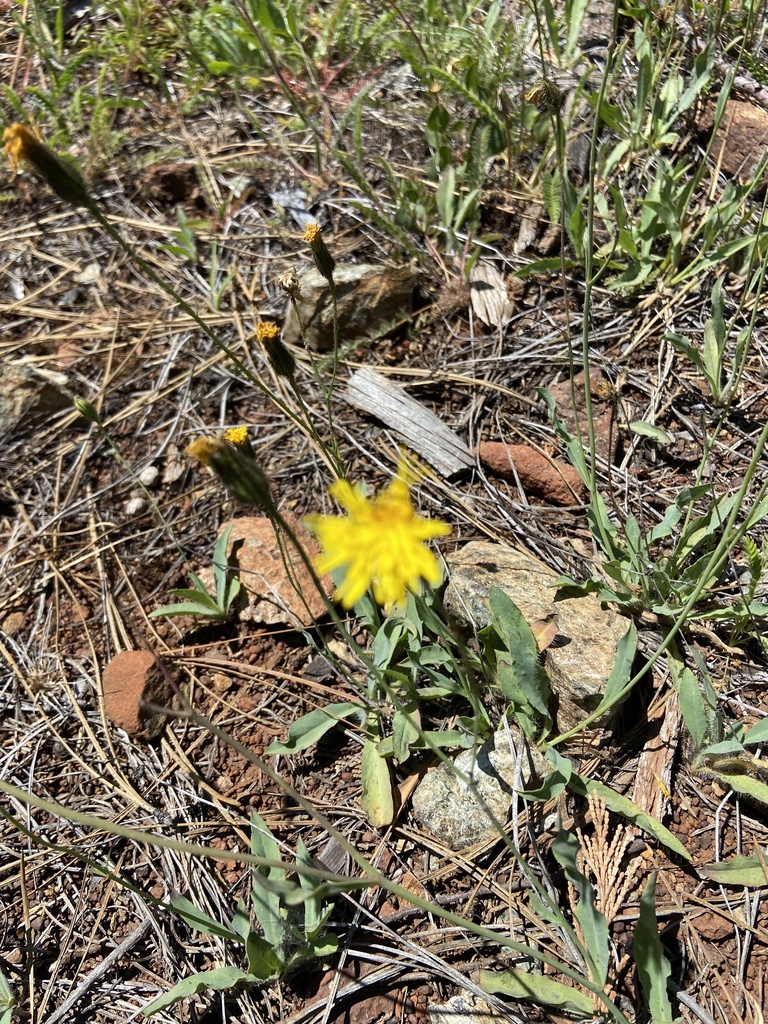 Hieracium parryi (Parry's hawkweed), native California perennial