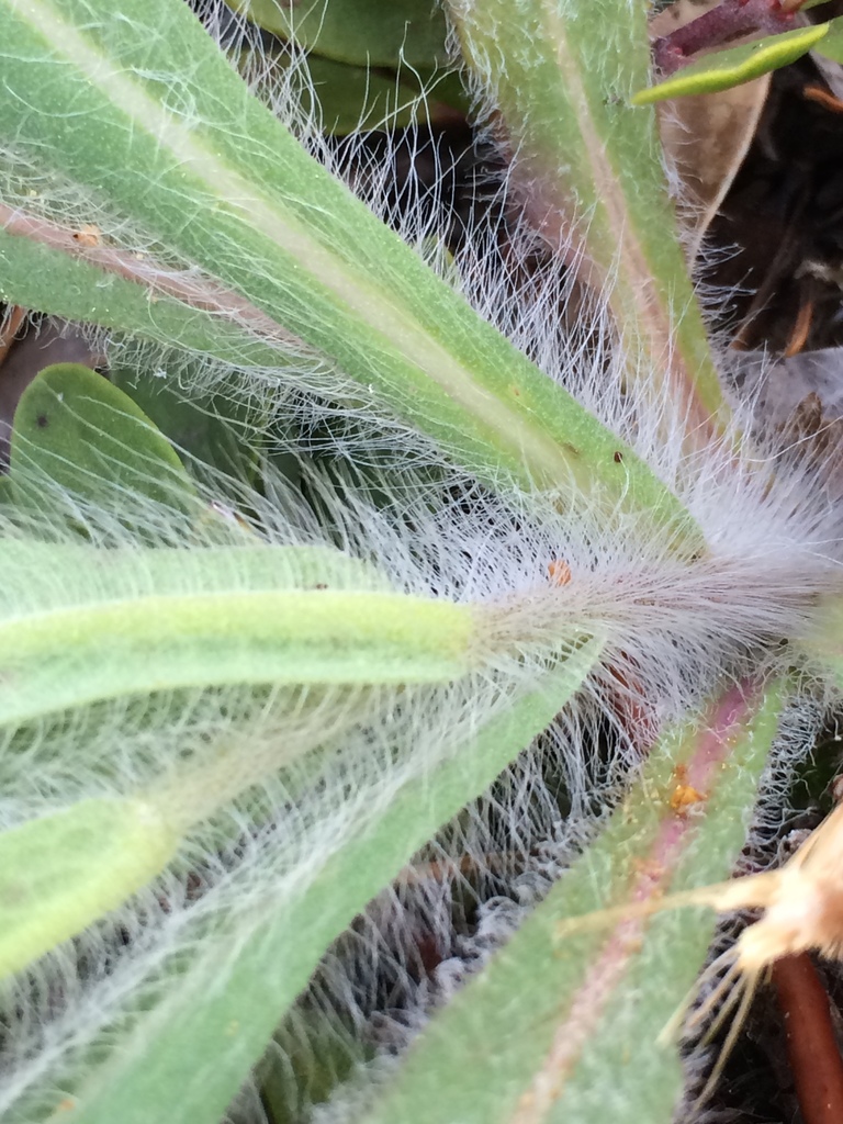 Hieracium scouleri (Western hawkweed), native California herb