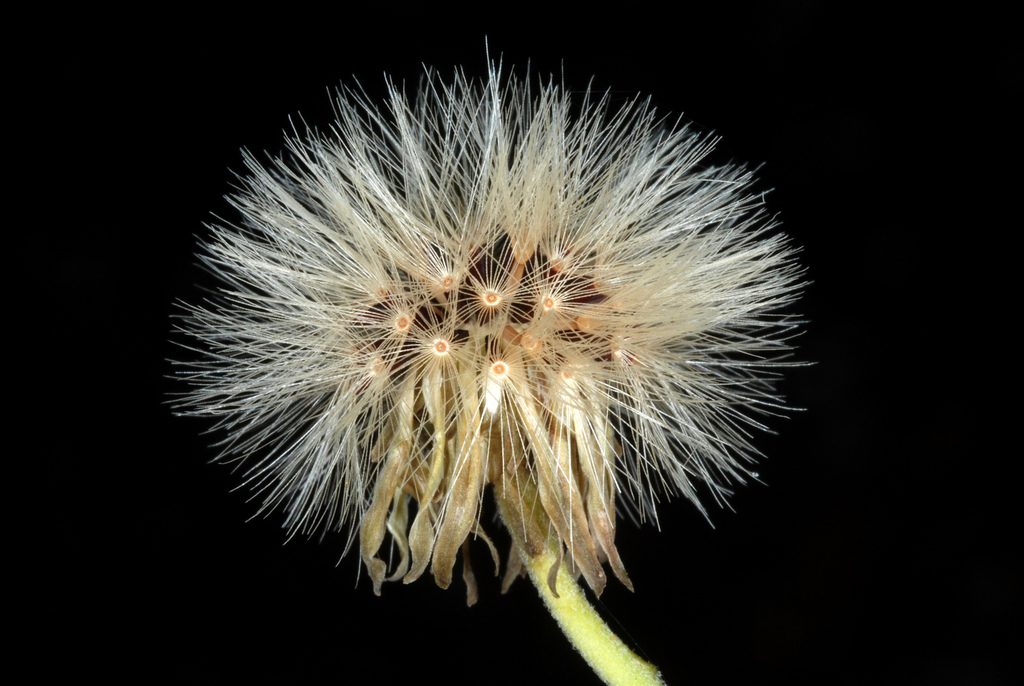 Hieracium sp. (Hawkweed), non-native California perennial