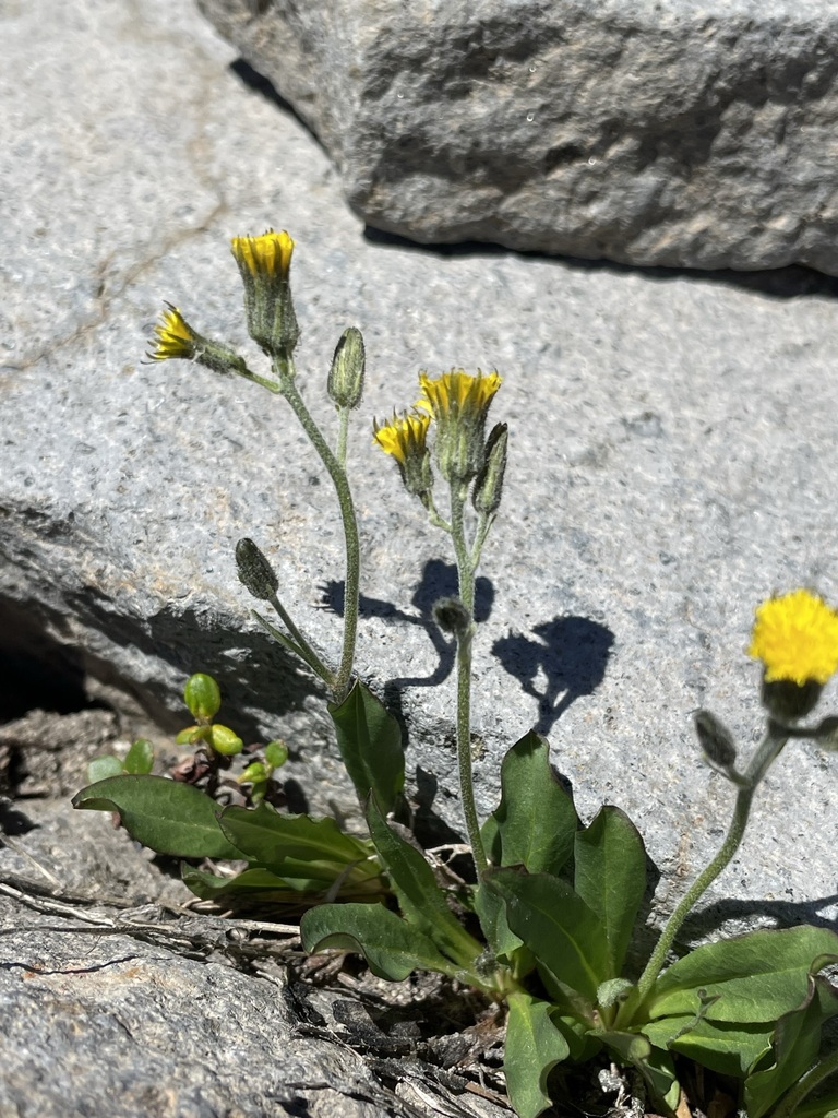 Hieracium triste (Slender hawkweed), native California herb