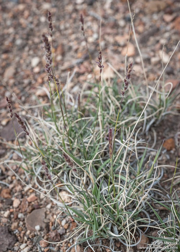 Hilaria jamesii (Galleta), native California grass
