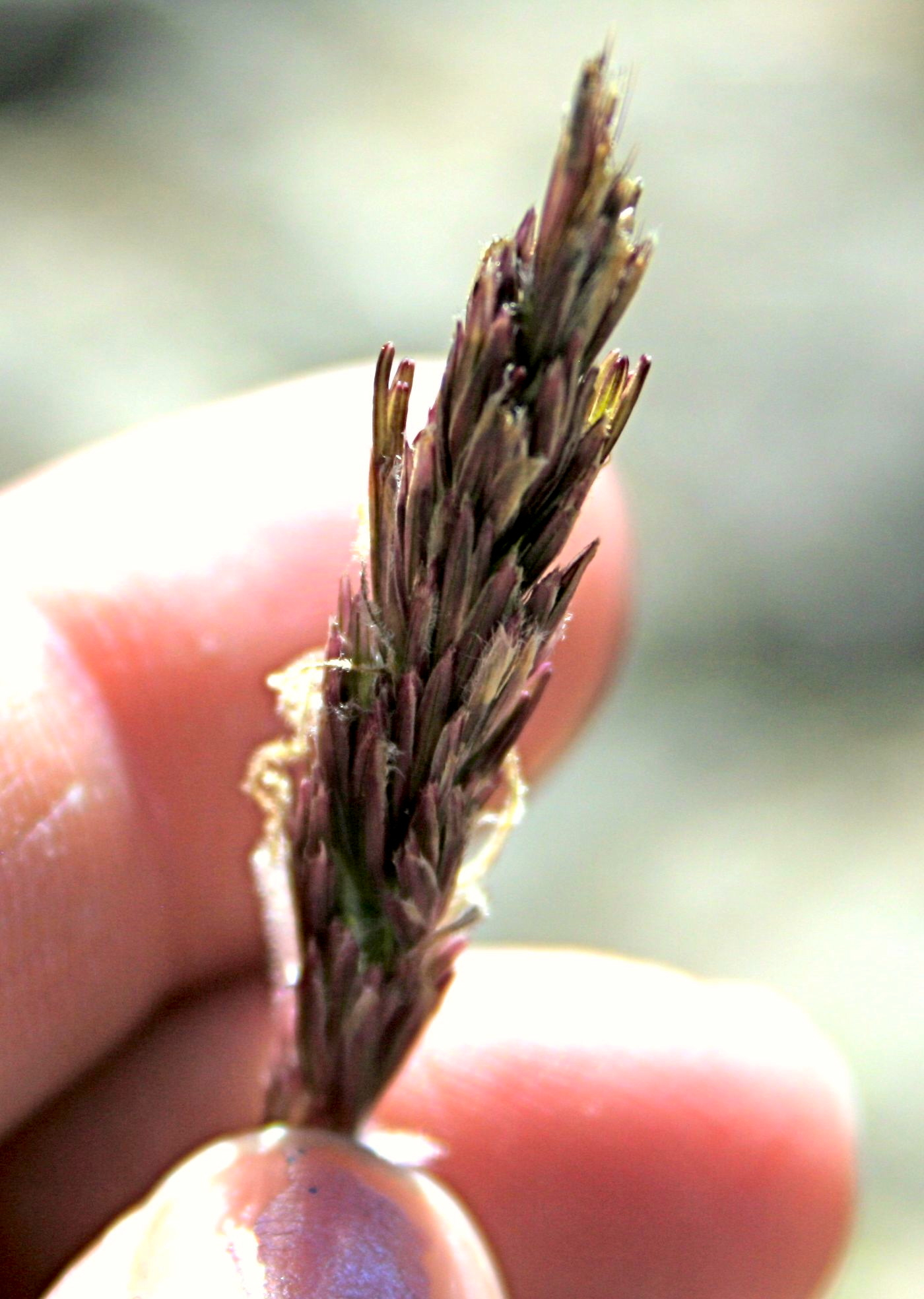 Hilaria rigida (Big galleta), native California grass
