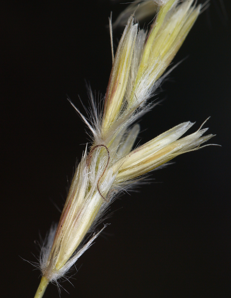 Hilaria sp., native California perennial