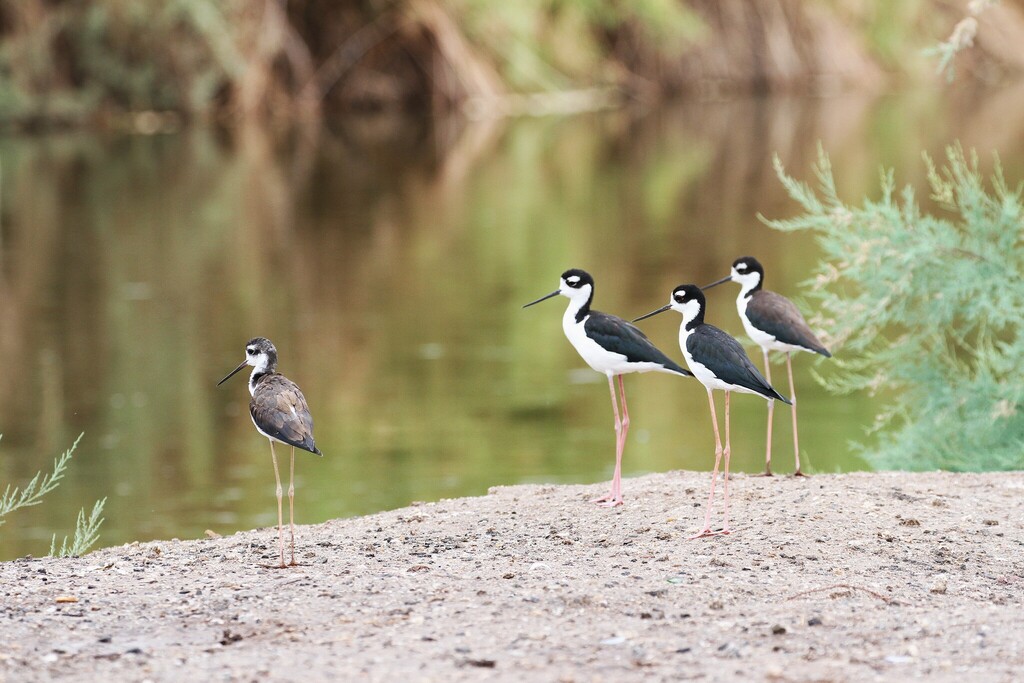 Himantopus mexicanus (Black-necked Stilt), California species