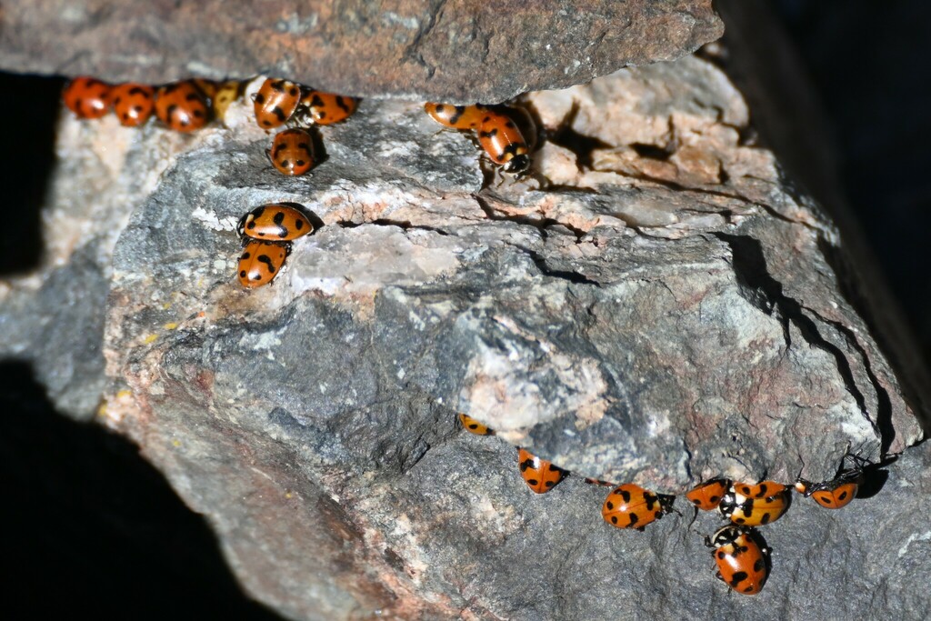 Hippodamia caseyi (Casey's Lady Beetle), California species