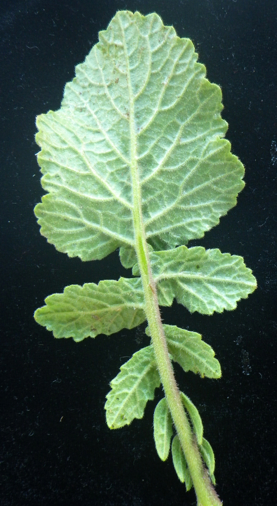 Hirschfeldia incana (Mediterranean hoary mustard), non-native California herb
