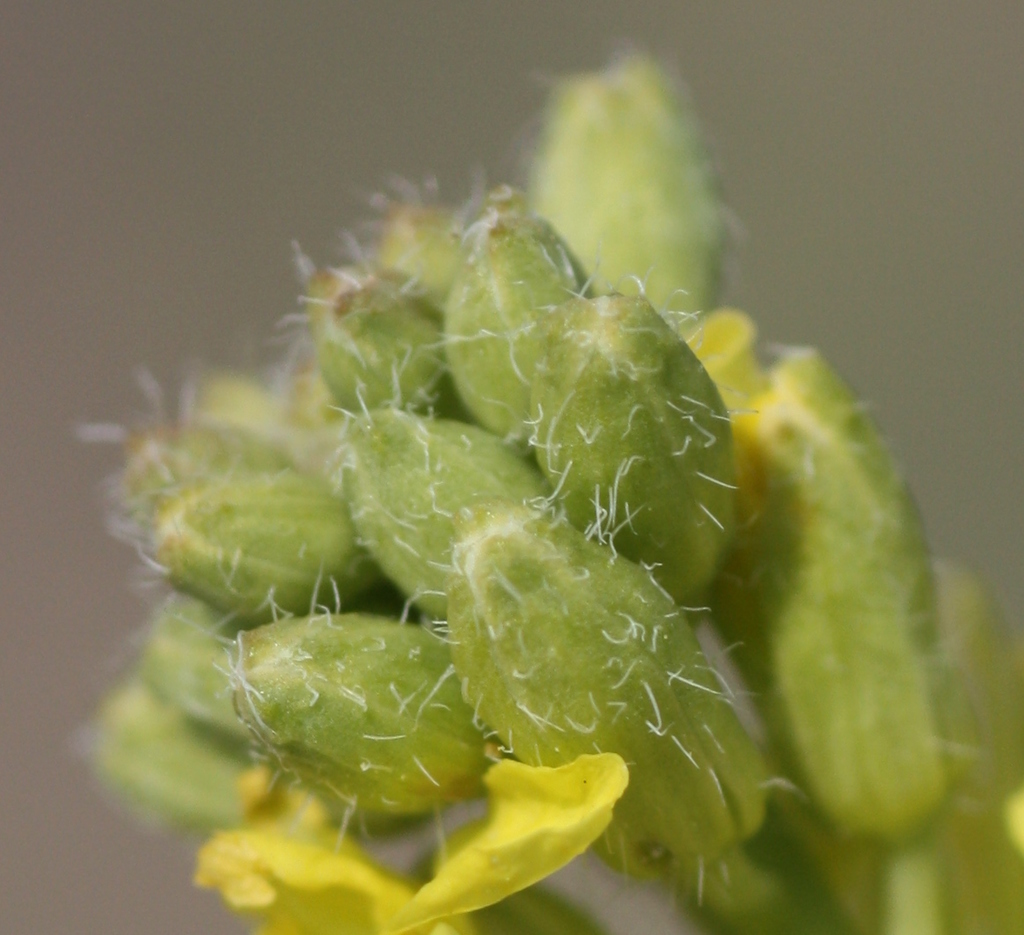 Hirschfeldia sp. (Perennial), non-native California annual