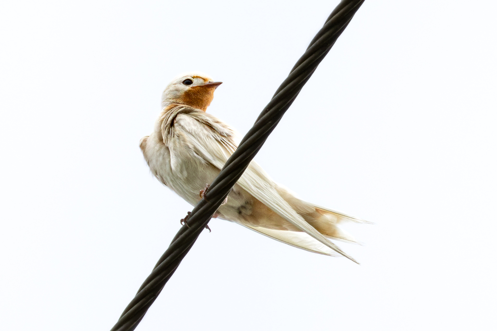 Hirundo rustica (Barn Swallow), California species