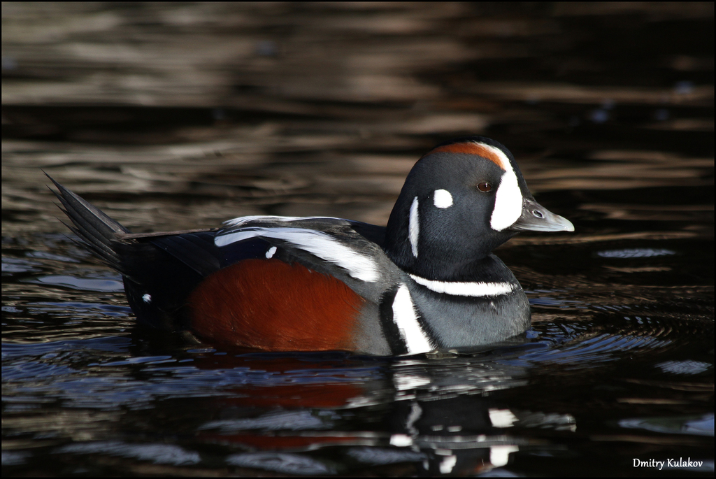 Histrionicus histrionicus (Harlequin Duck), California species