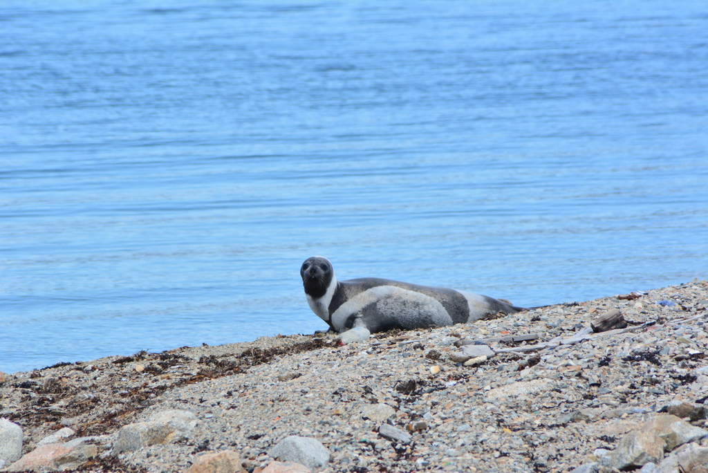 Histriophoca fasciata (Ribbon Seal), California species
