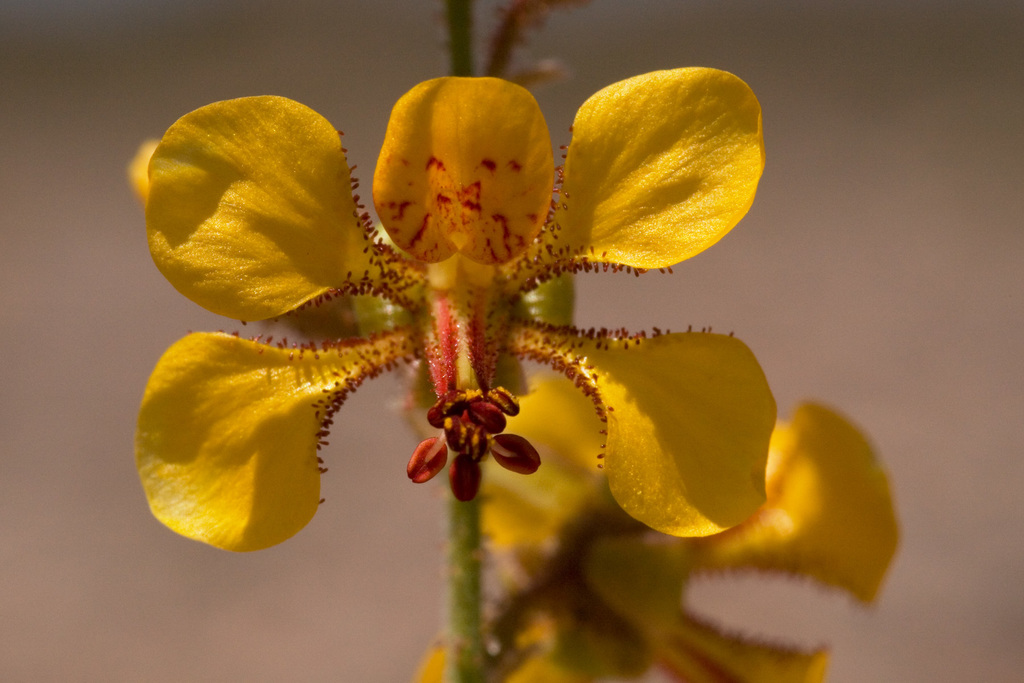 Hoffmannseggia glauca (Pig-nut), native California subshrub