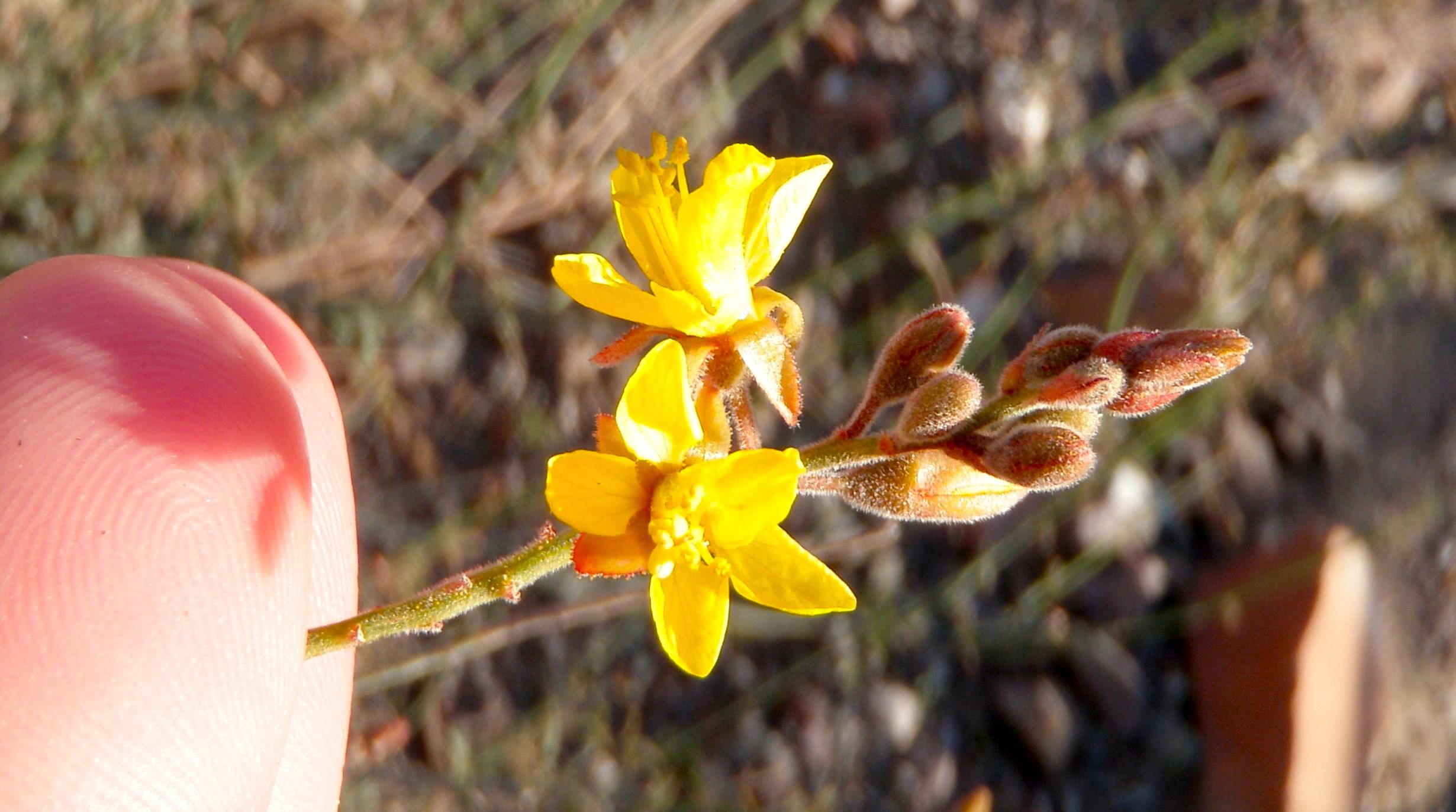 Hoffmannseggia microphylla (Wand holdback), native California shrub