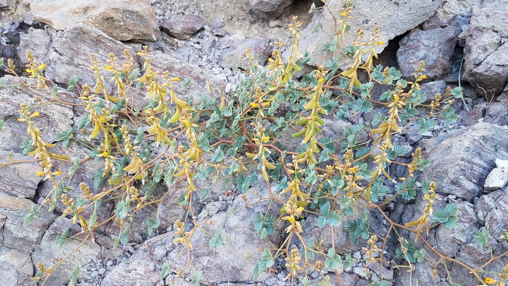 Hoffmannseggia peninsularis (Baja peninsula rushpea), California species