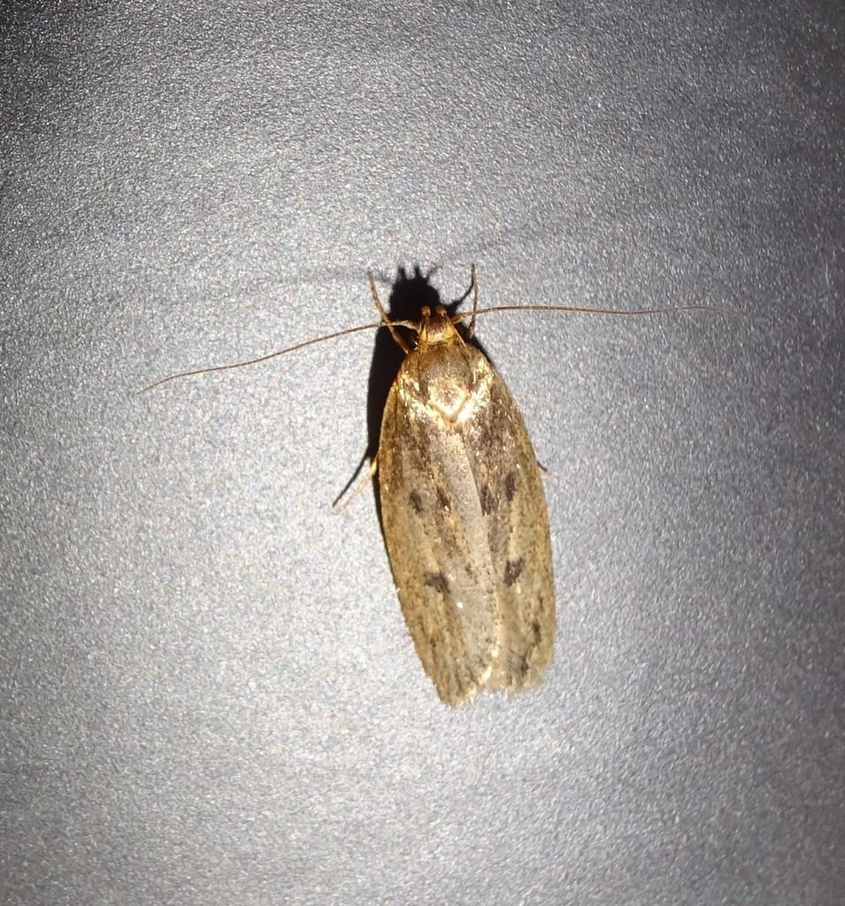 Hofmannophila pseudospretella (Brown House Moth), California species