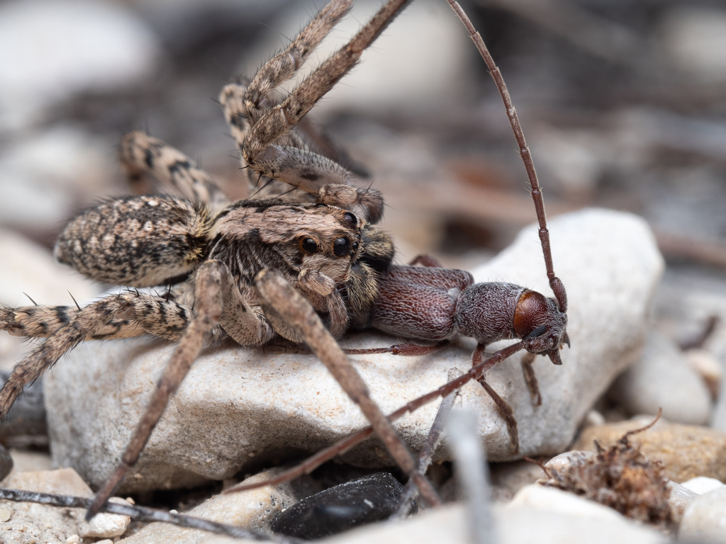 Hogna antelucana, California species
