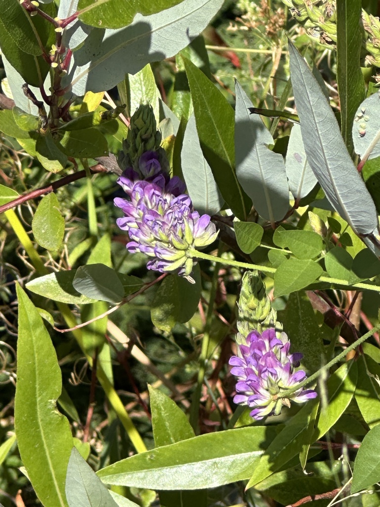 Hoita macrostachya (California hemp), native California herb