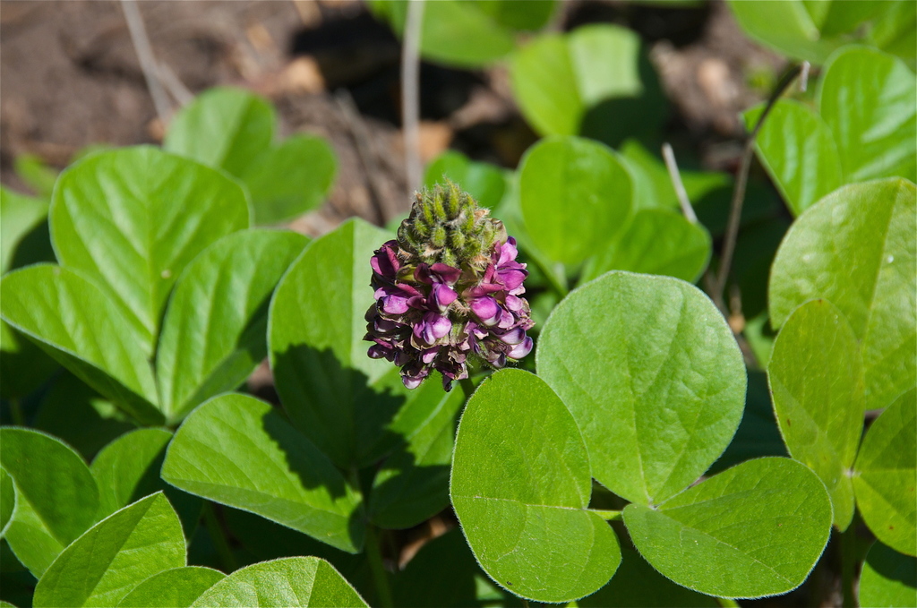 Hoita orbicularis (Creeping leather root), native California herb