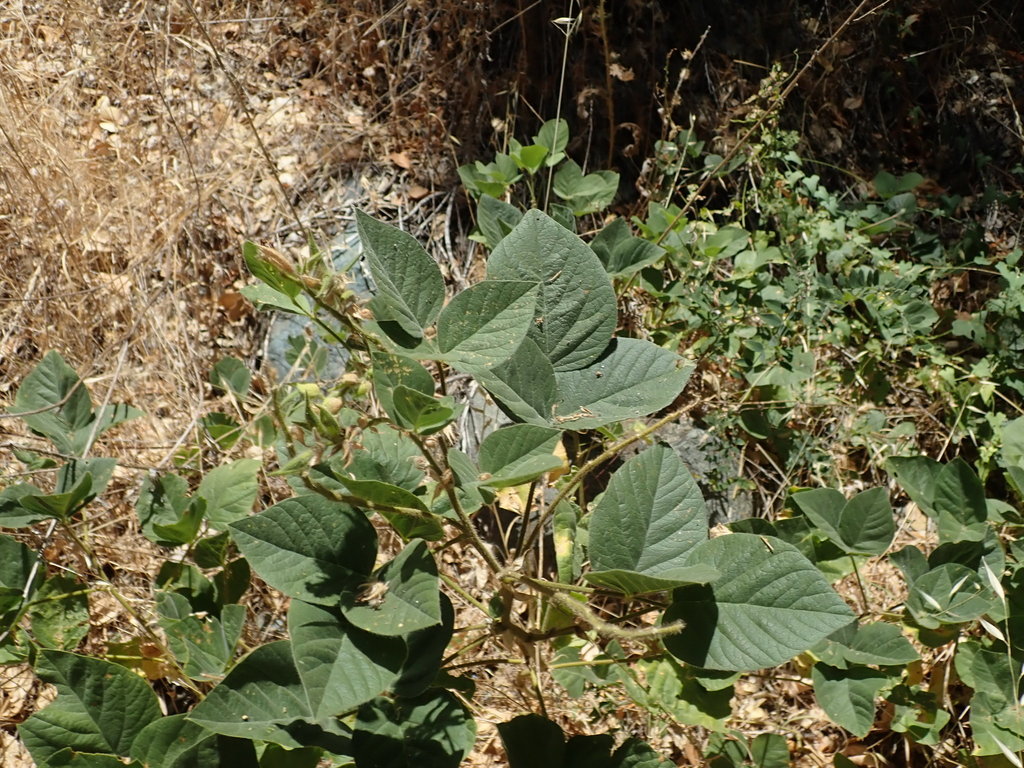 Hoita strobilina (Loma prieta hoita), native California herb