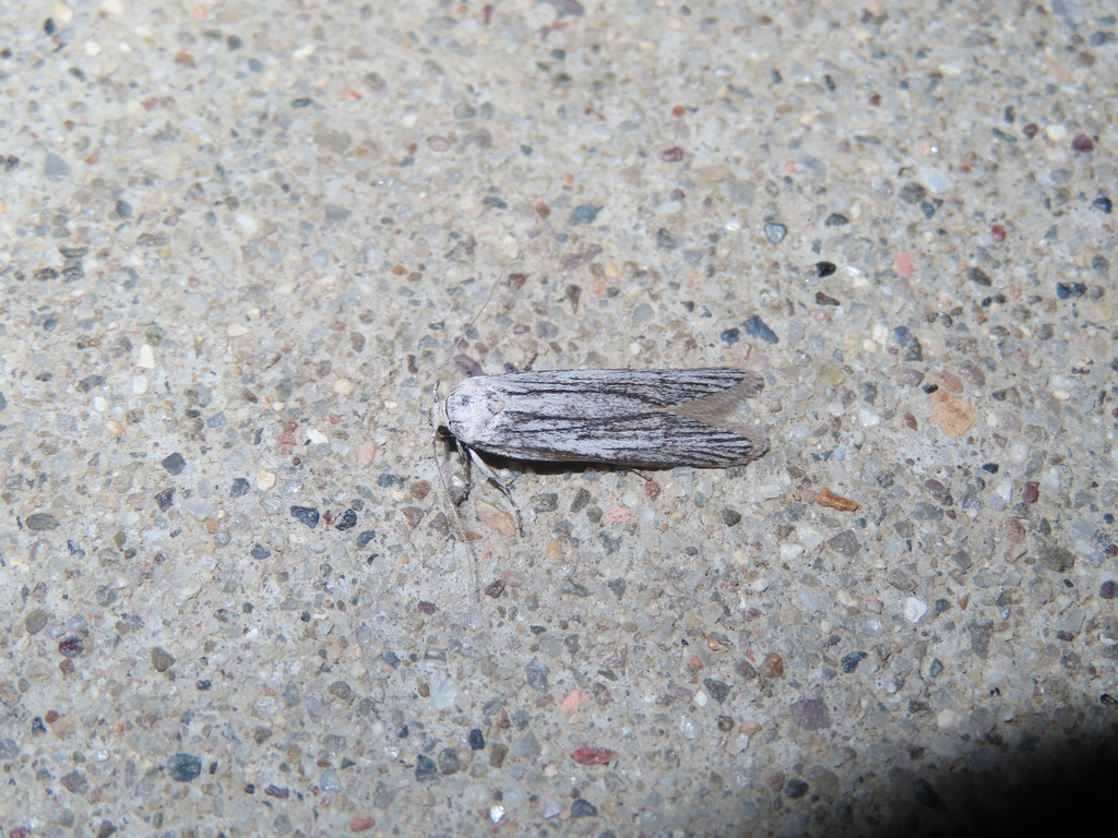 Holcocera iceryaeella, California species