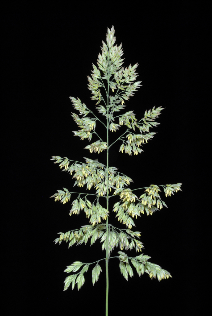 Holcus lanatus (Common velvet grass), non-native California grass