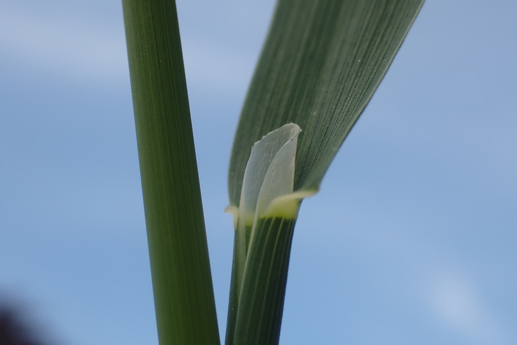 Holcus mollis (Creeping velvet grass), non-native California grass
