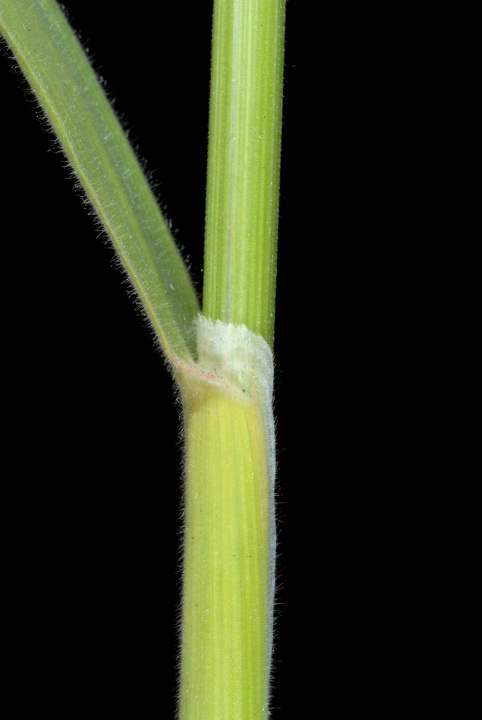Holcus sp. (Velvet grass), non-native California perennial