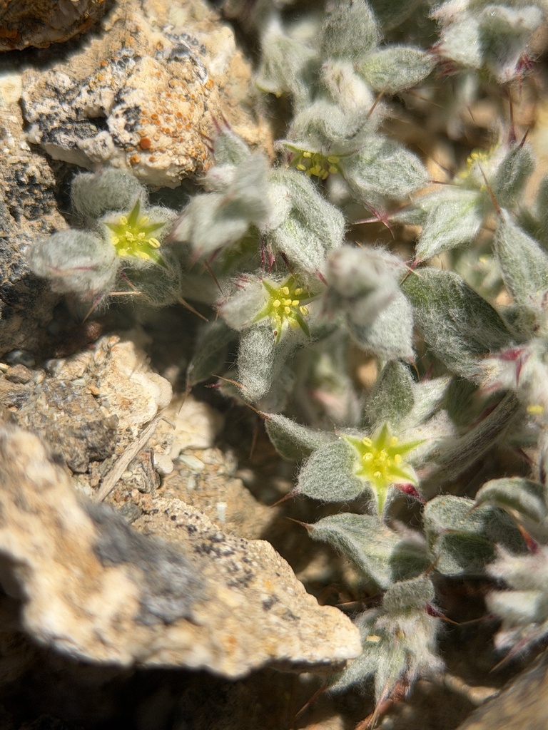 Hollisteria lanata (False spikeflower), native California herb