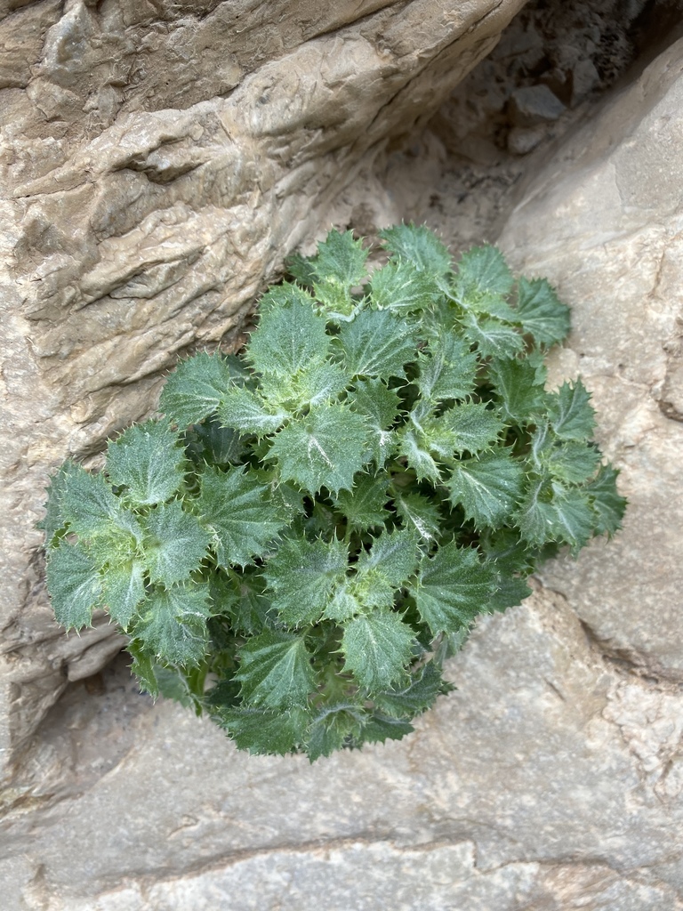 Holmgrenanthe petrophila (Rock lady), native California herb